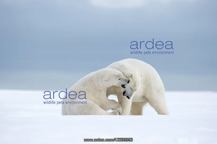  : Polar Bear - subadults playing