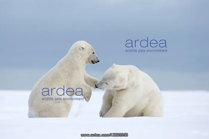 : Polar Bear - subadults playing : Polar Bear - subadults playing
