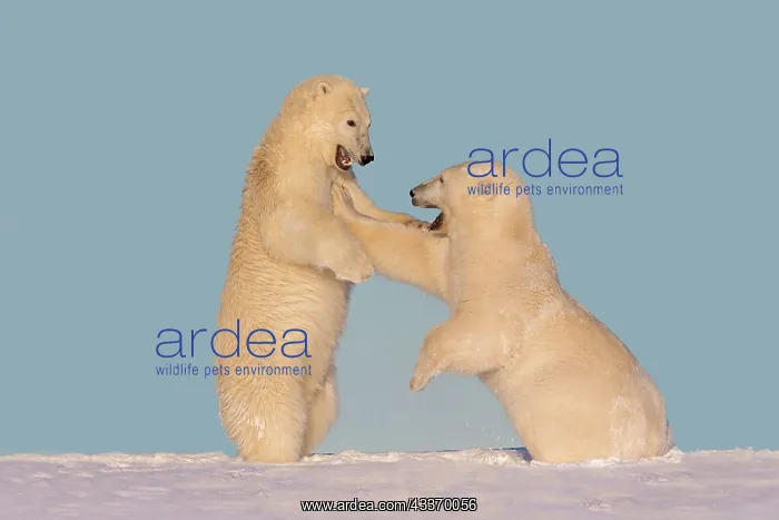 : Polar Bear - subadults playing : Polar Bear - subadults playing