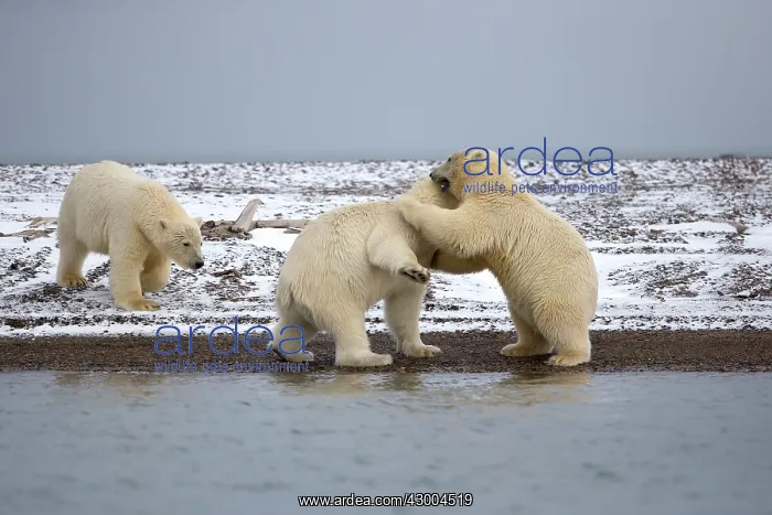 : Polar Bear subadults playing Autumn : Polar Bear subadults playing Autumn