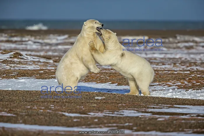 : Polar Bear subadults playing Autumn : Polar Bear subadults playing Autumn