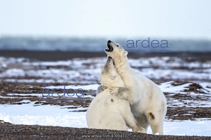 : Polar Bear subadults playing Autumn : Polar Bear subadults playing Autumn
