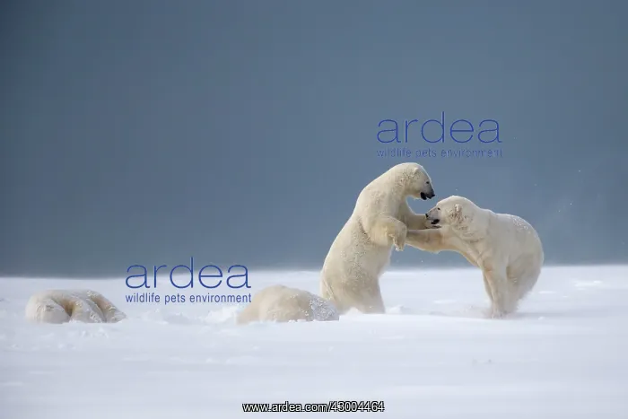 : Polar Bear subadults playing in the snow Autumn : Polar Bear subadults playing in the snow Autumn