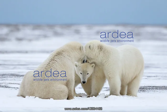 : Polar Bear subadults playing in the snow Autumn : Polar Bear subadults playing in the snow Autumn