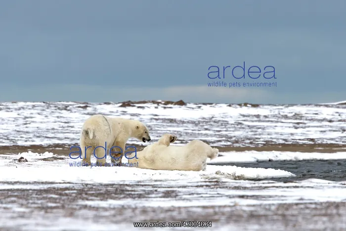 : Polar Bear subadults playing in the snow Autumn : Polar Bear subadults playing in the snow Autumn