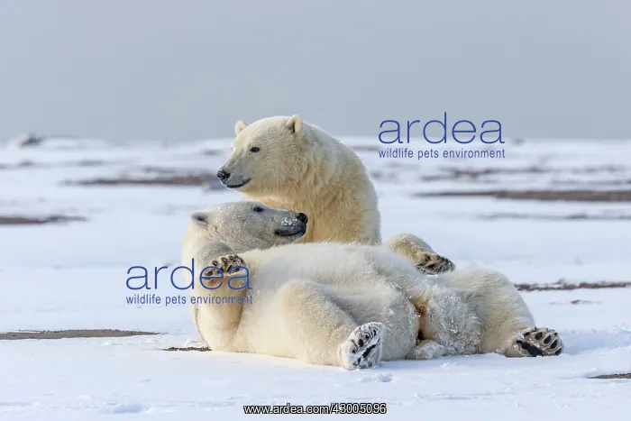 : Polar Bear subadults playing in the snow Autumn : Polar Bear subadults playing in the snow Autumn