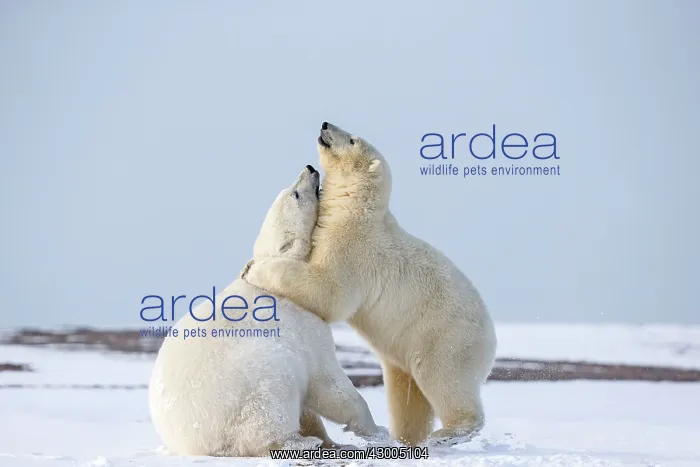 : Polar Bear subadults playing in the snow Autumn : Polar Bear subadults playing in the snow Autumn