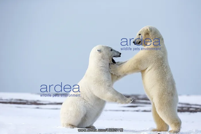 : Polar Bear subadults playing in the snow Autumn : Polar Bear subadults playing in the snow Autumn