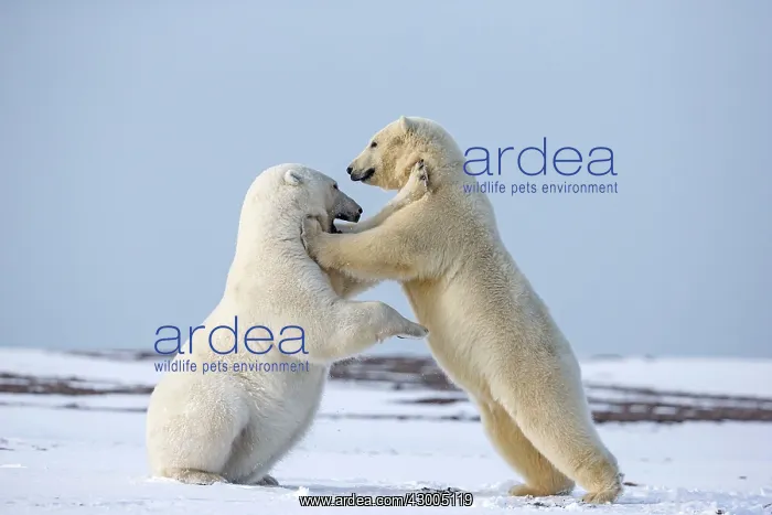 : Polar Bear subadults playing in the snow Autumn : Polar Bear subadults playing in the snow Autumn