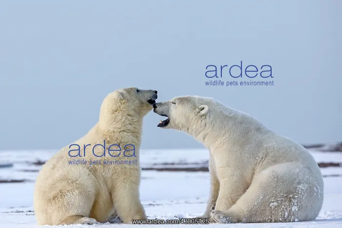 : Polar Bear subadults playing in the snow Autumn : Polar Bear subadults playing in the snow Autumn