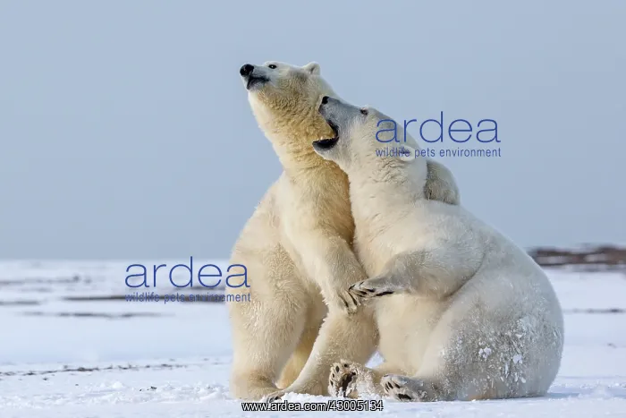 : Polar Bear subadults playing in the snow Autumn : Polar Bear subadults playing in the snow Autumn
