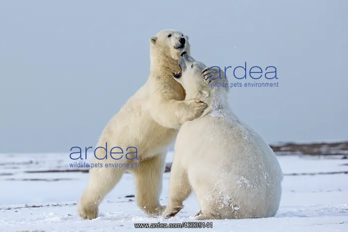 : Polar Bear subadults playing in the snow Autumn : Polar Bear subadults playing in the snow Autumn