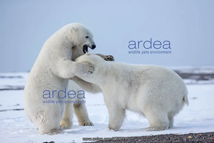 : Polar Bear subadults playing in the snow Autumn : Polar Bear subadults playing in the snow Autumn