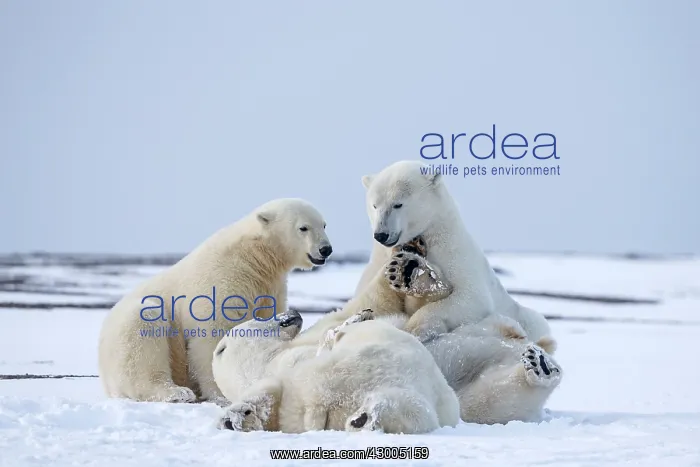 : Polar Bear subadults playing in the snow Autumn : Polar Bear subadults playing in the snow Autumn