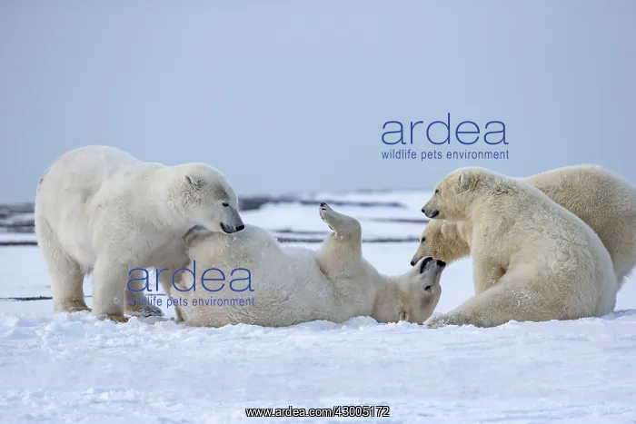 : Polar Bear subadults playing in the snow Autumn : Polar Bear subadults playing in the snow Autumn