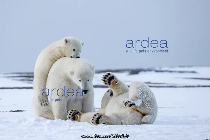 : Polar Bear subadults playing in the snow Autumn : Polar Bear subadults playing in the snow Autumn