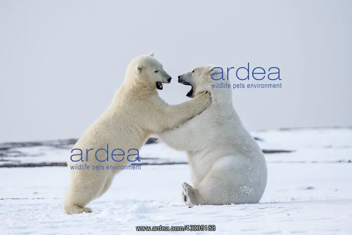 : Polar Bear subadults playing in the snow Autumn : Polar Bear subadults playing in the snow Autumn
