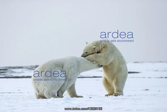 : Polar Bear subadults playing in the snow Autumn : Polar Bear subadults playing in the snow Autumn