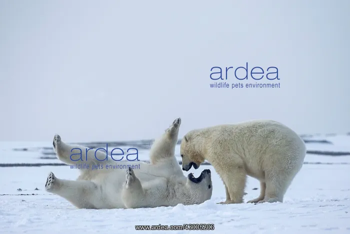 : Polar Bear subadults playing in the snow Autumn : Polar Bear subadults playing in the snow Autumn