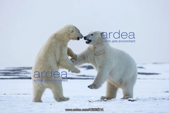 : Polar Bear subadults playing in the snow Autumn : Polar Bear subadults playing in the snow Autumn