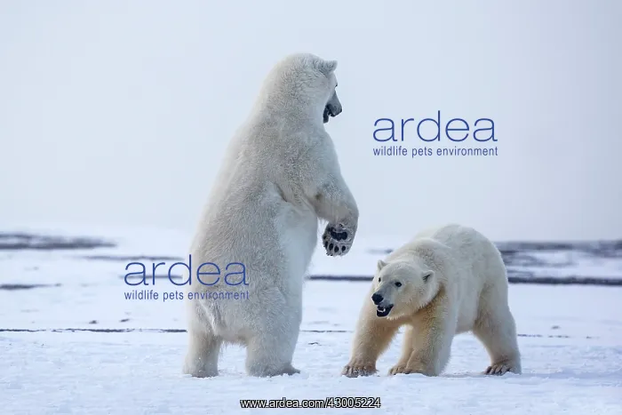 : Polar Bear subadults playing in the snow Autumn : Polar Bear subadults playing in the snow Autumn