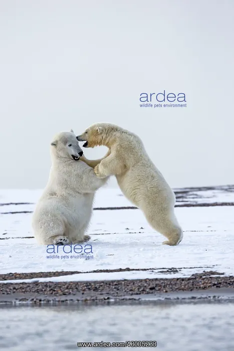 : Polar Bear subadults playing in the snow Autumn : Polar Bear subadults playing in the snow Autumn