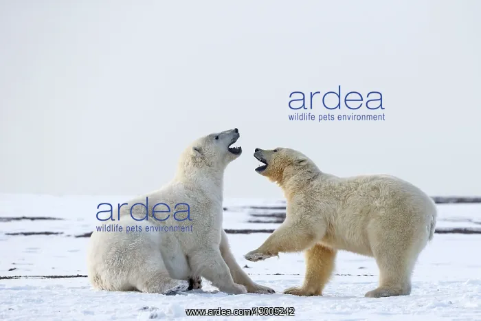 : Polar Bear subadults playing in the snow Autumn : Polar Bear subadults playing in the snow Autumn