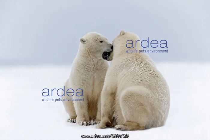 : Polar Bear subadults playing in the snow Autumn : Polar Bear subadults playing in the snow Autumn