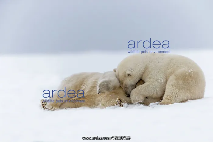 : Polar Bear subadults playing in the snow Autumn : Polar Bear subadults playing in the snow Autumn