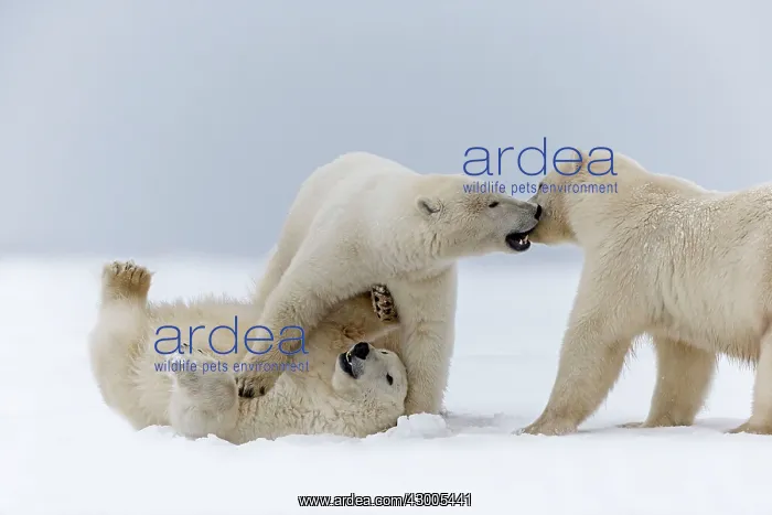 : Polar Bear subadults playing in the snow Autumn : Polar Bear subadults playing in the snow Autumn