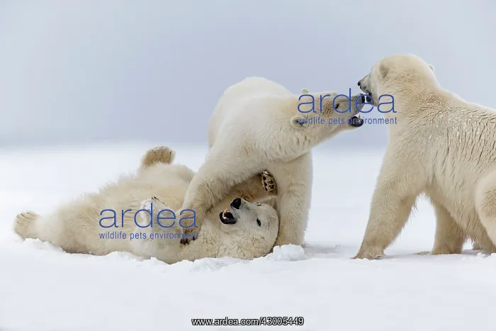 : Polar Bear subadults playing in the snow Autumn : Polar Bear subadults playing in the snow Autumn