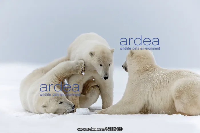 : Polar Bear subadults playing in the snow Autumn : Polar Bear subadults playing in the snow Autumn