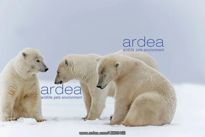 : Polar Bear subadults playing in the snow Autumn : Polar Bear subadults playing in the snow Autumn