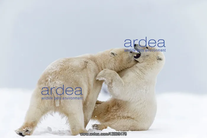 : Polar Bear subadults playing in the snow Autumn : Polar Bear subadults playing in the snow Autumn