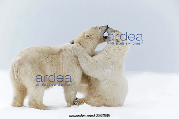  : Polar Bear subadults playing in the snow Autumn