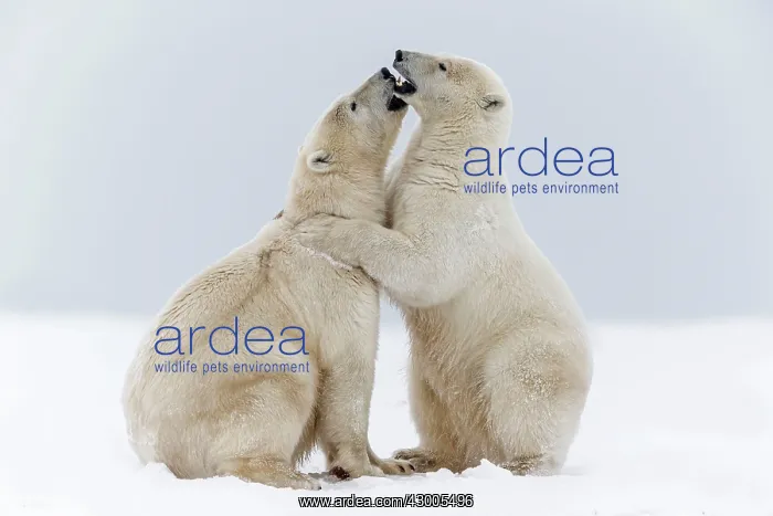 : Polar Bear subadults playing in the snow Autumn : Polar Bear subadults playing in the snow Autumn