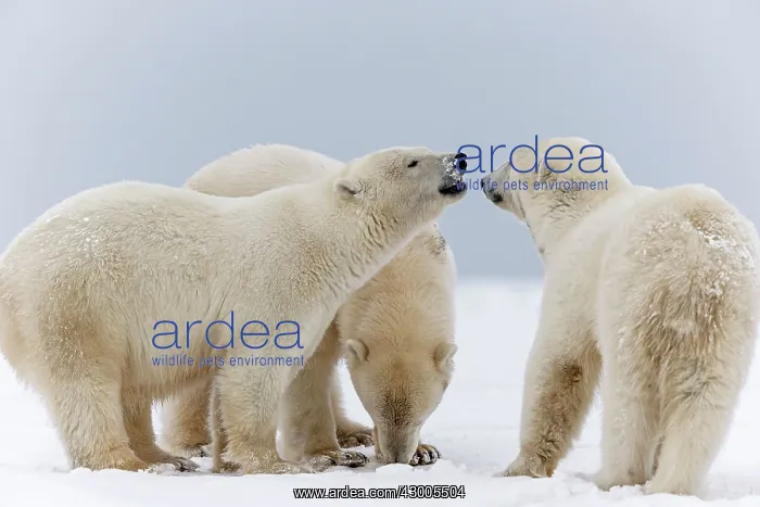 : Polar Bear subadults playing in the snow Autumn : Polar Bear subadults playing in the snow Autumn
