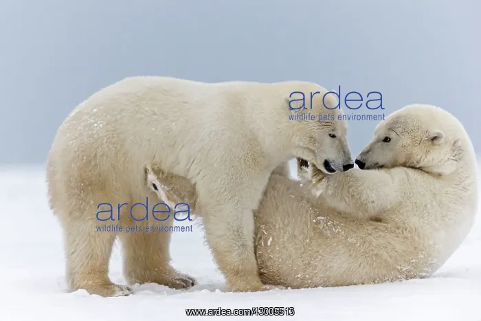 : Polar Bear subadults playing in the snow Autumn : Polar Bear subadults playing in the snow Autumn