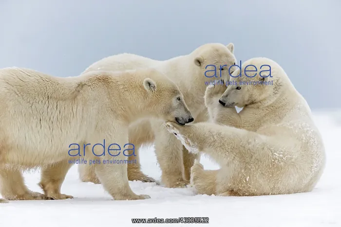 : Polar Bear subadults playing in the snow Autumn : Polar Bear subadults playing in the snow Autumn