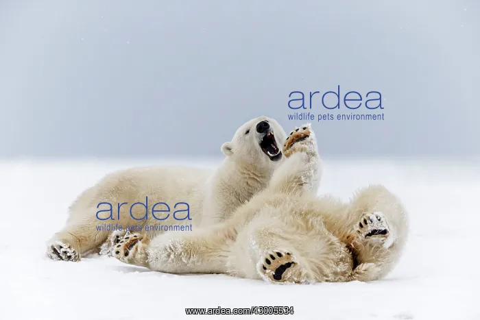 : Polar Bear subadults playing in the snow Autumn : Polar Bear subadults playing in the snow Autumn