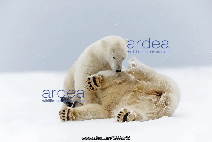 : Polar Bear subadults playing in the snow Autumn : Polar Bear subadults playing in the snow Autumn
