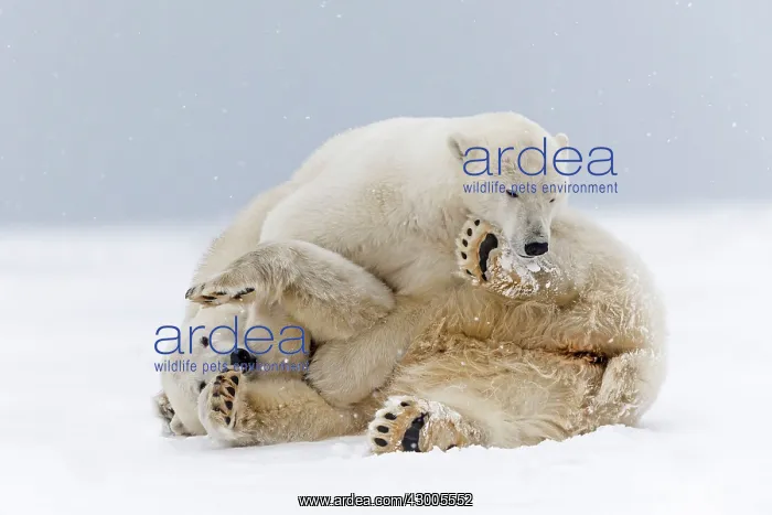 : Polar Bear subadults playing in the snow Autumn : Polar Bear subadults playing in the snow Autumn