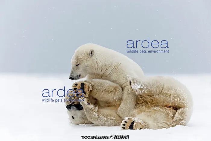 : Polar Bear subadults playing in the snow Autumn : Polar Bear subadults playing in the snow Autumn