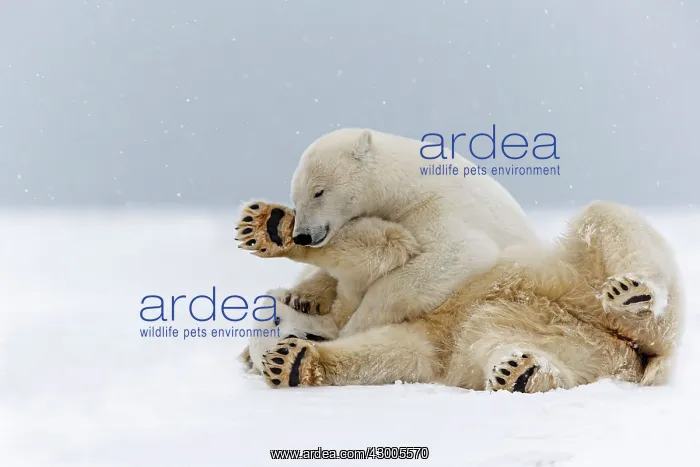 : Polar Bear subadults playing in the snow Autumn : Polar Bear subadults playing in the snow Autumn