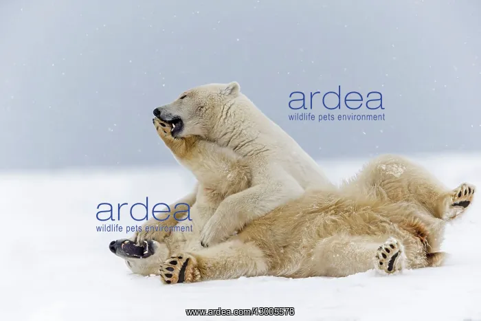 : Polar Bear subadults playing in the snow Autumn : Polar Bear subadults playing in the snow Autumn