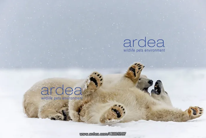 : Polar Bear subadults playing in the snow Autumn : Polar Bear subadults playing in the snow Autumn