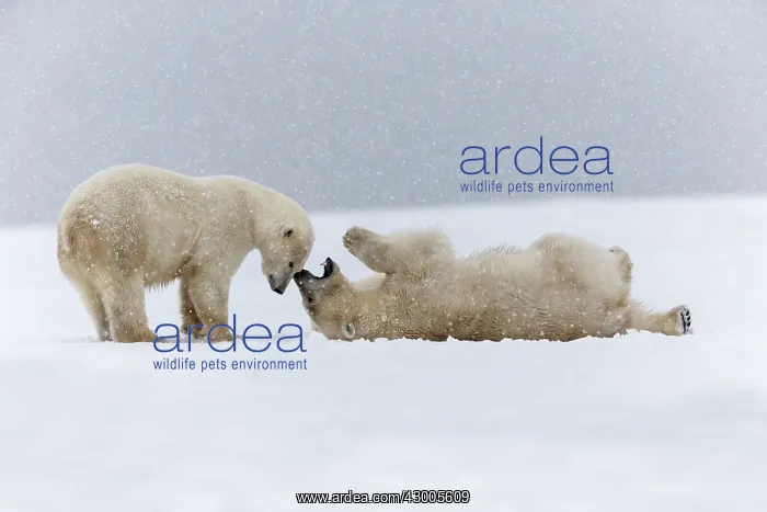 : Polar Bear subadults playing in the snow Autumn : Polar Bear subadults playing in the snow Autumn