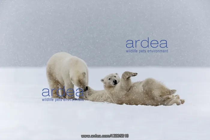 : Polar Bear subadults playing in the snow Autumn : Polar Bear subadults playing in the snow Autumn