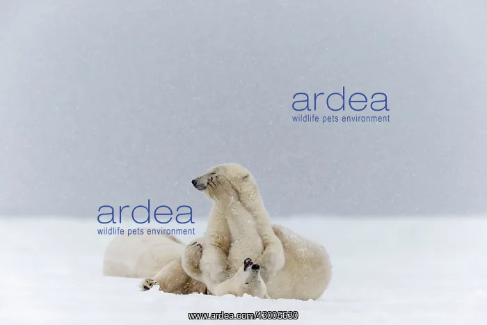 : Polar Bear subadults playing in the snow Autumn : Polar Bear subadults playing in the snow Autumn