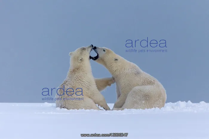 : Polar Bear subadults playing in the snow Autumn : Polar Bear subadults playing in the snow Autumn